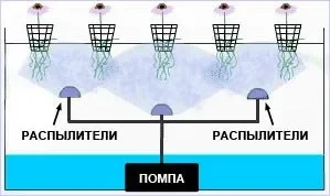 Аэропоника.webp