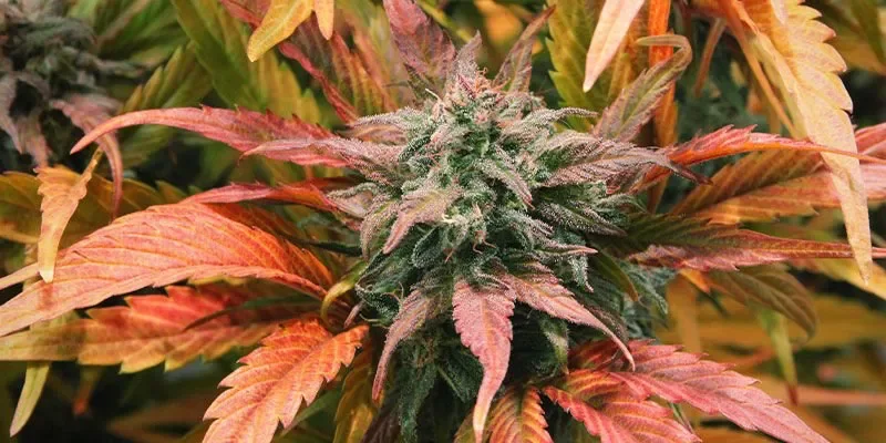 Amnesia Haze_.webp