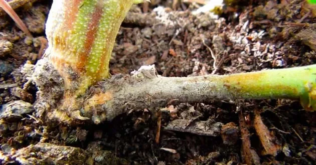 Белая гниль.webp