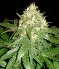 Big Bud.webp
