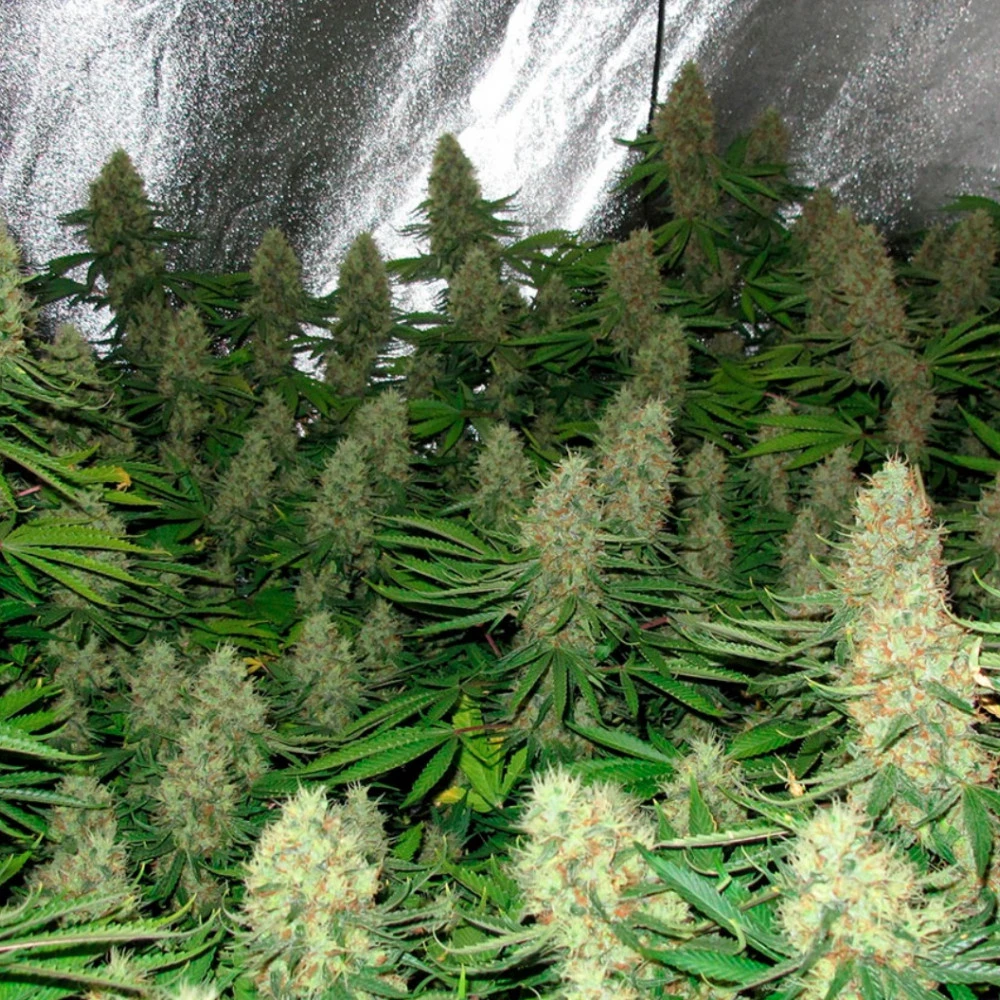 Blue-dream.webp