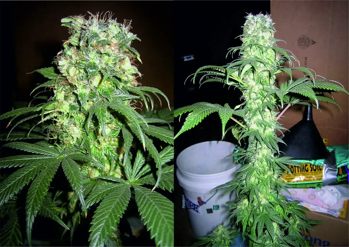 Cannabis Afganica.webp