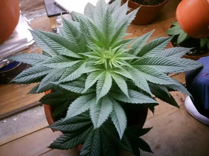 Cannabis Sativa Indica.webp