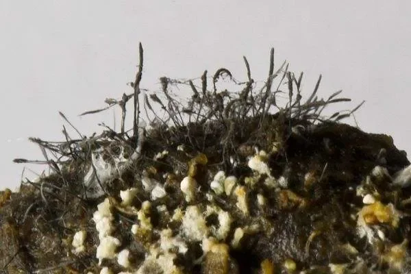 Черная борода - Doratomyces spp.webp