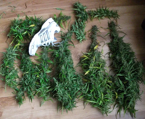 clone in outdoor6(1).webp