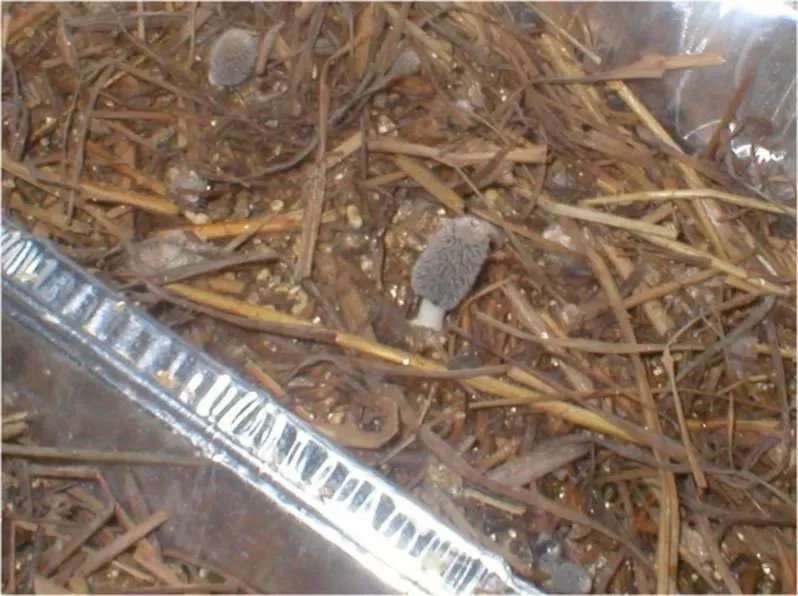 Coprinus spp.webp