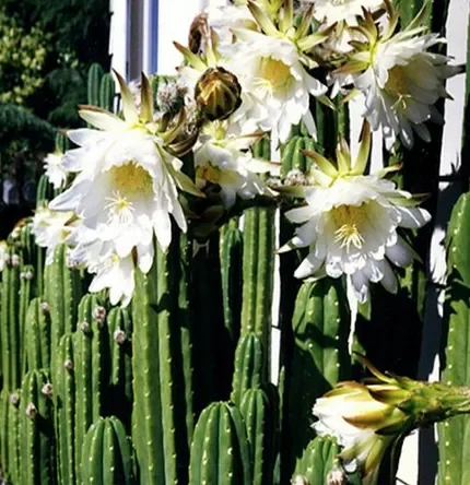 Echinopsis pachanoi.webp