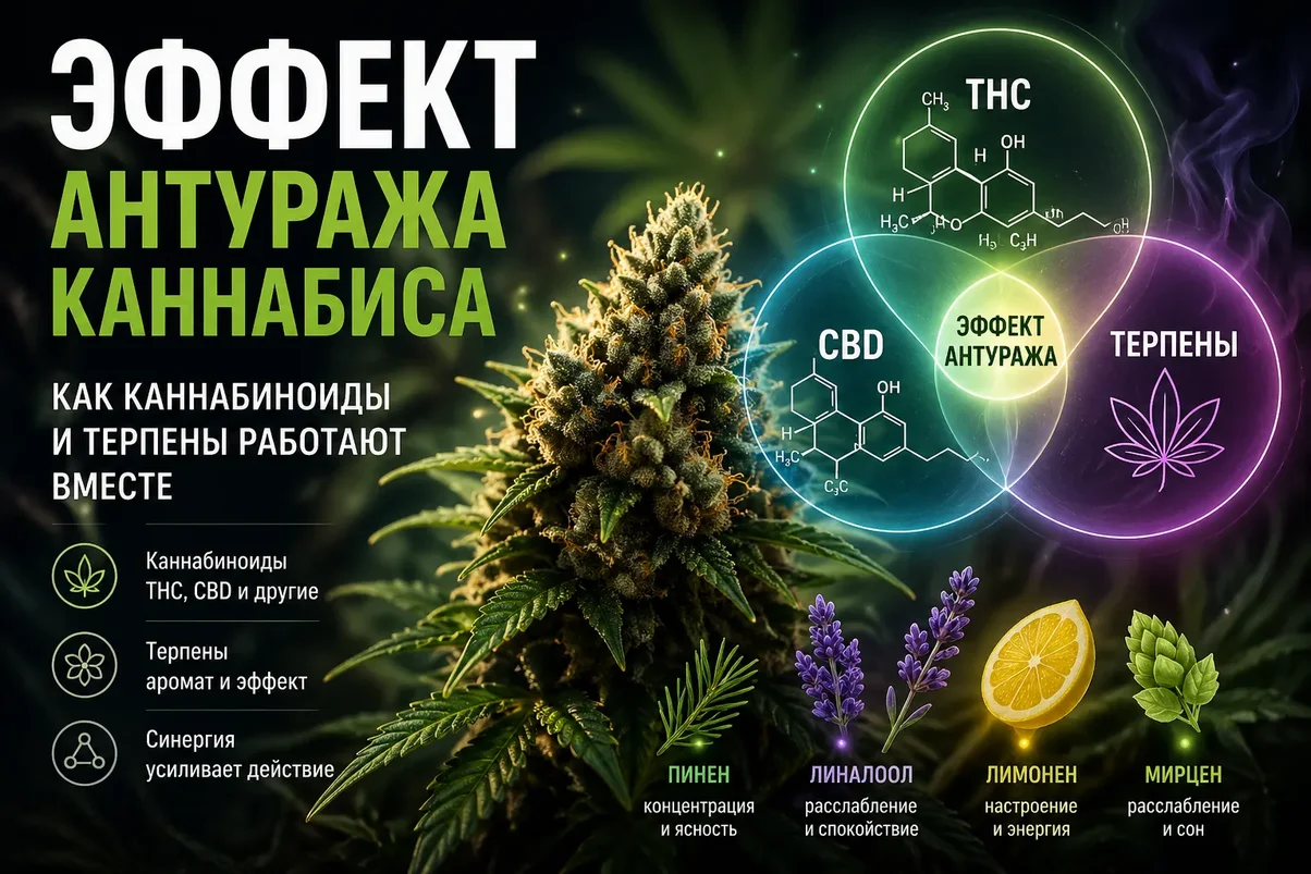 Эффект антуража каннабиса.webp