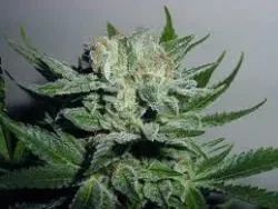 Heavy Duty Fruity.webp