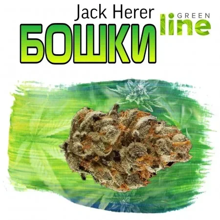 Jack Herer.webp