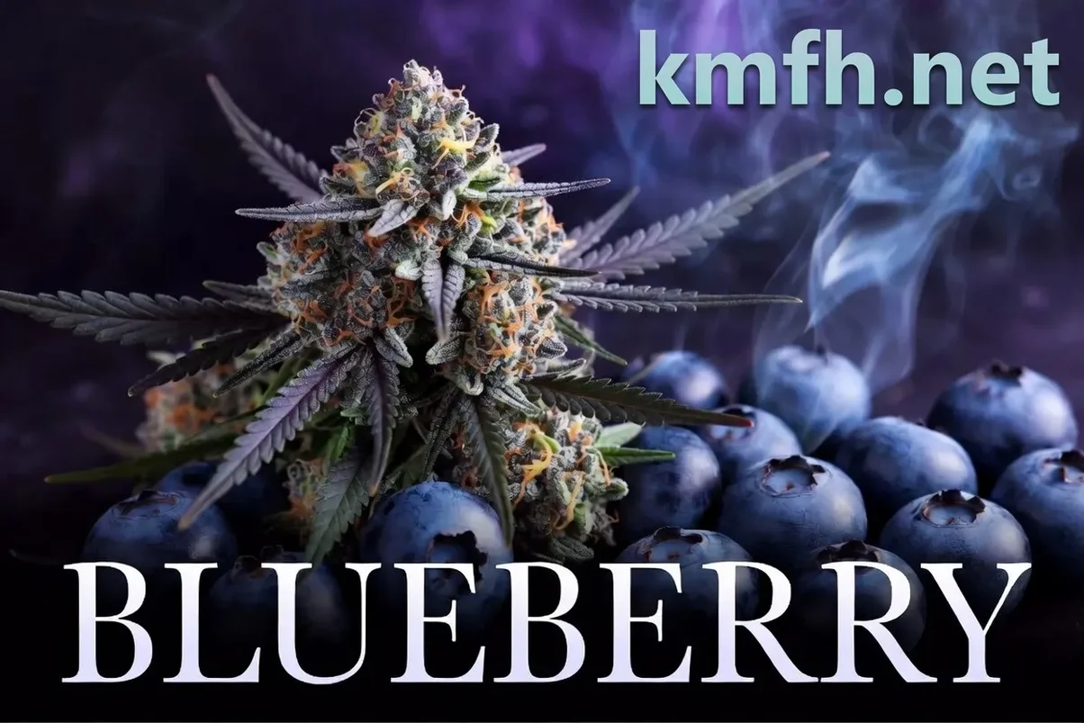 как создавалась Blueberry.webp
