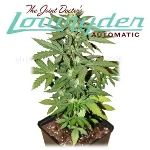 LowRyder.webp