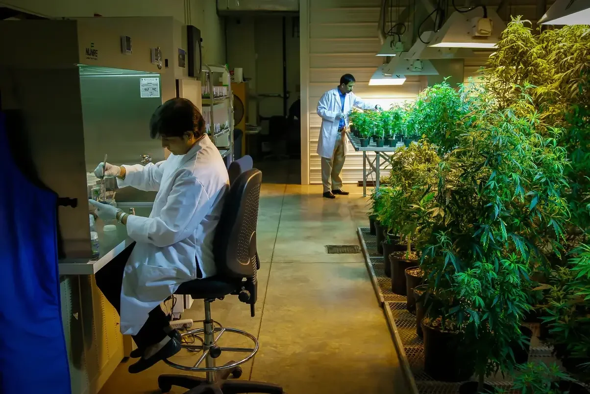 MARIJUANA.webp