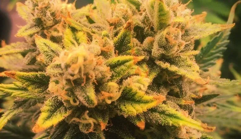 Monster Mash Auto.webp