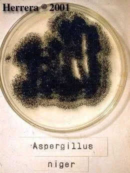 Негра - Aspergillus sp.webp