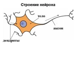 Нейроны.webp