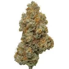 Northern Lights.webp