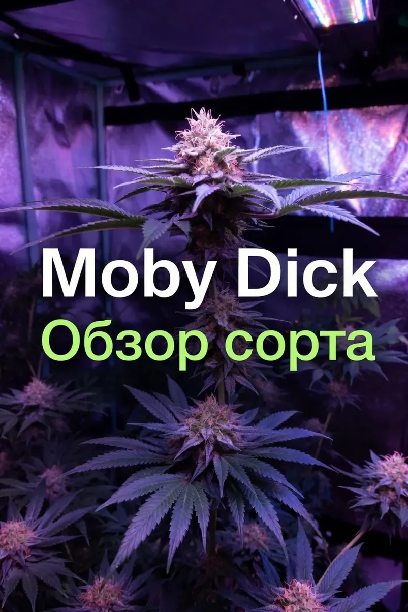 Обзор Moby Dick.webp