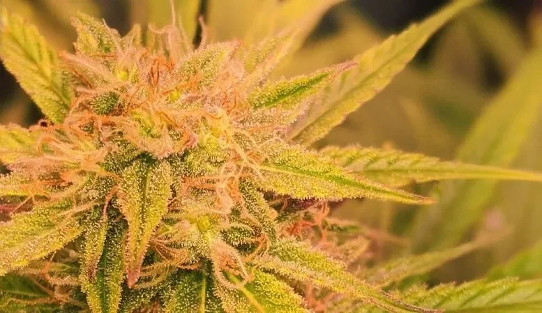 Original Auto Skunk.webp