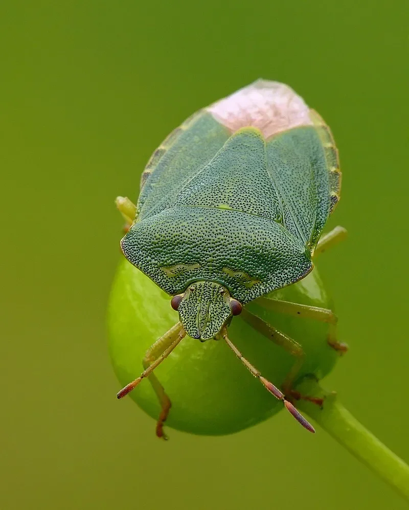 Palomena_prasina.webp