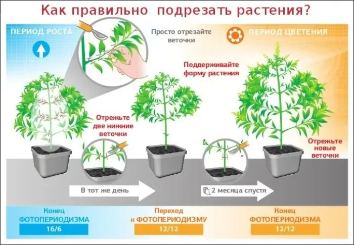 Подрезка каннабиса_.webp