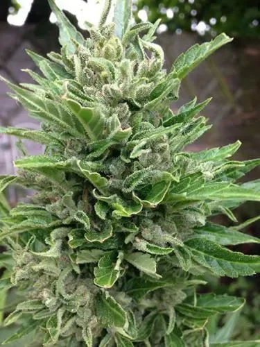Покрытый кристаллами White Disel Auto.webp