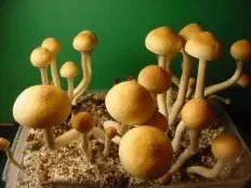 Psilocybe cubensis.webp