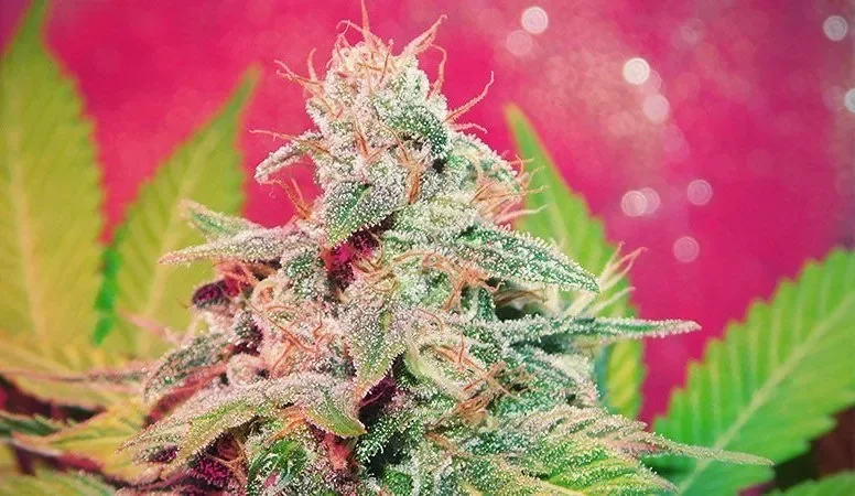 Purple Punch Auto.webp