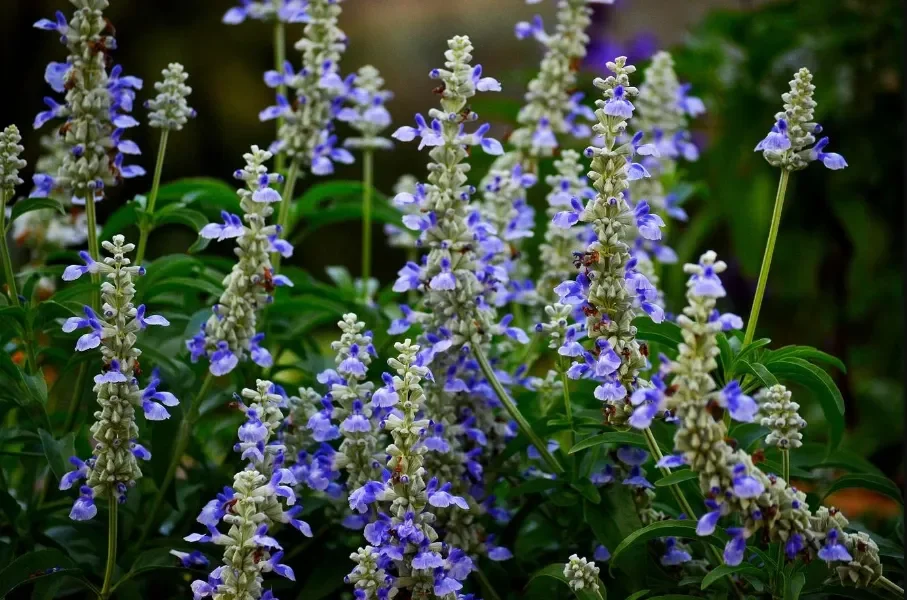 Salvia Divinorum.webp