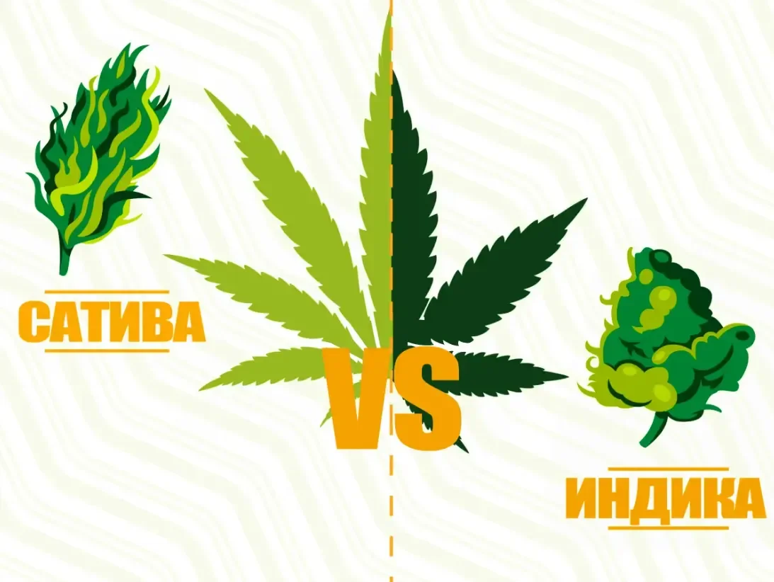 Сатива vs. индика.webp