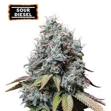 Sour Diesel.webp