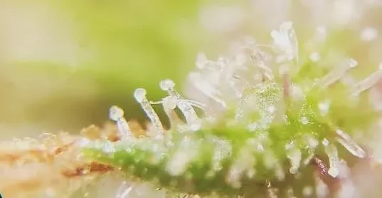 The-glandular-trichomes-of-the-female-flower-of-Cannabis-sativa-at-40X-magnification.webp