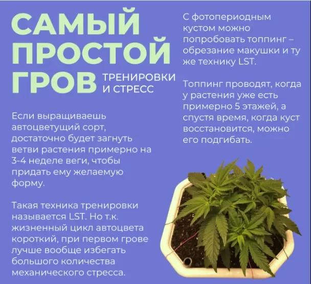 тренировки и стресс.webp