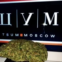 цум бошки.webp