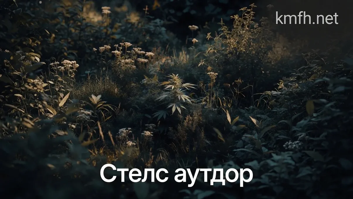 выращивание конопли на открытом грунте.webp