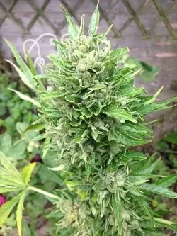 White Diesel Haze практически готов к сбору урожая..webp
