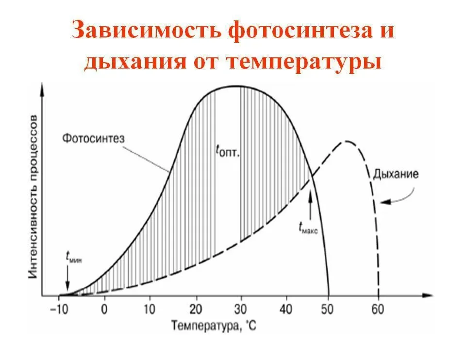 Зависимость фотосинтеза от температуры.webp