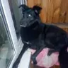 DZRDimkaDZR
