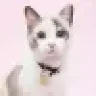 Pretty Cat