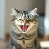 злая кошка